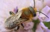 Osmia leaiana